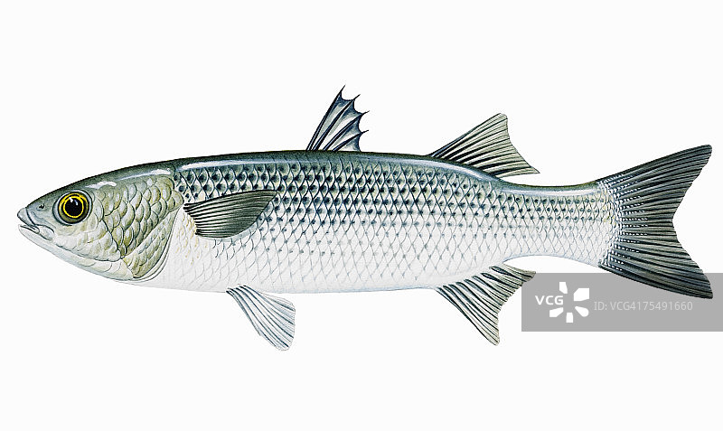 黄眼鲻鱼，淡水鲻鱼图片素材