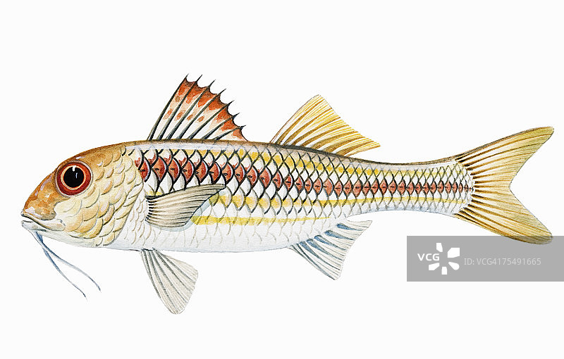 条纹鲻鱼图片素材