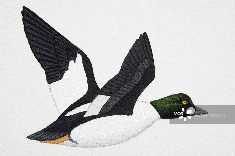 金眼鸭（Bucephala clangula），成年海鸭图片素材