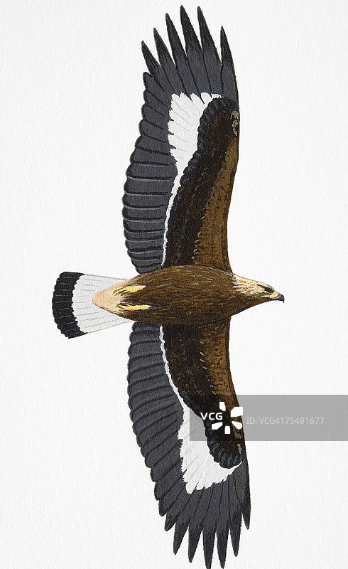 幼年金雕图片素材