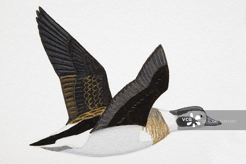 中等体型的长尾海鸭成年雌鸟图片素材