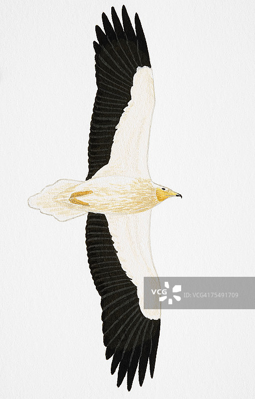 成年埃及秃鹫图片素材