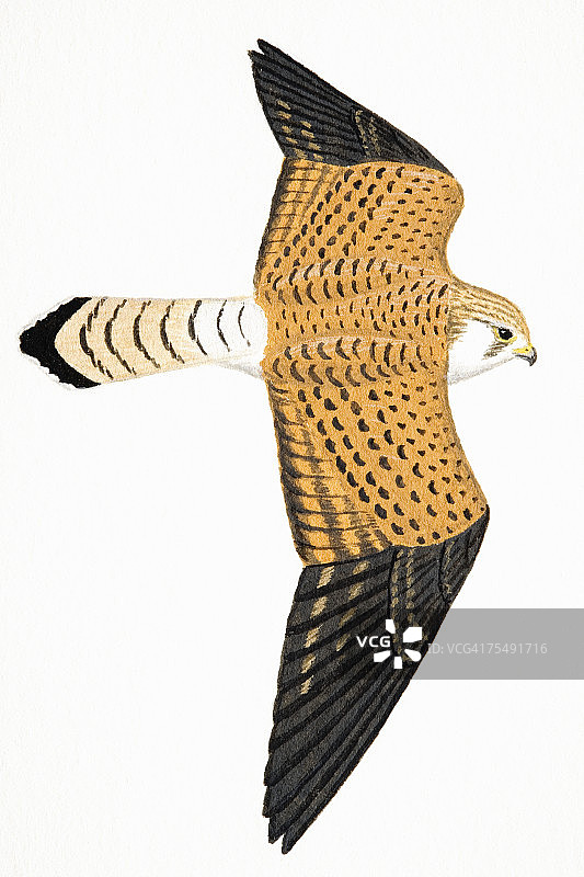 成年小红隼图片素材