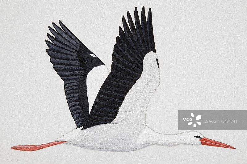 白鹳（Ciconia ciconia），成年图片素材