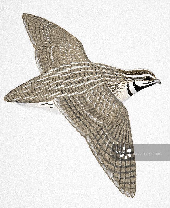 鹌鹑（雄性成年）图片素材