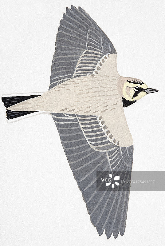 角百灵成年鸟图片素材