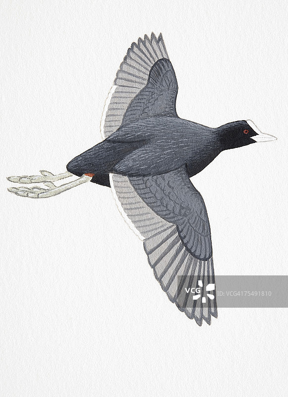 成年黑水鸡图片素材