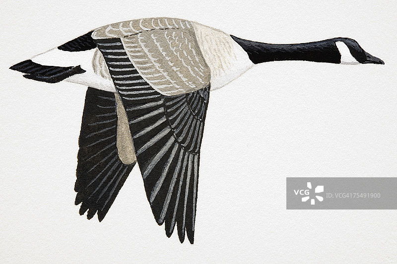 成年加拿大雁图片素材