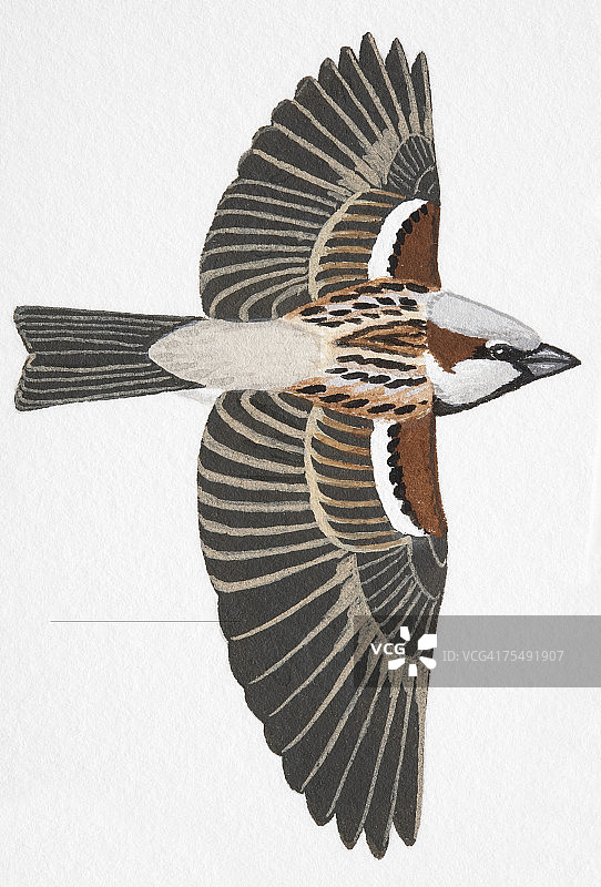 家麻雀（Passer domesticus）成年雄性图片素材