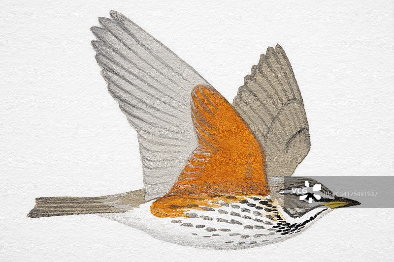 成年红翼鸫图片素材