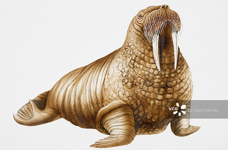 海象（斜视）图片素材