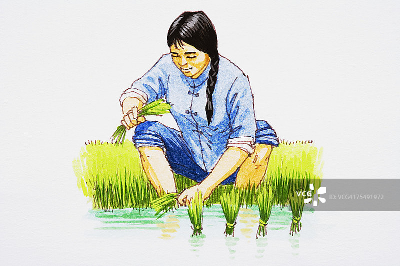 稻田里的工人图片素材