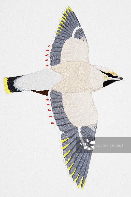 小太平鸟（太平鸟属），成年图片素材