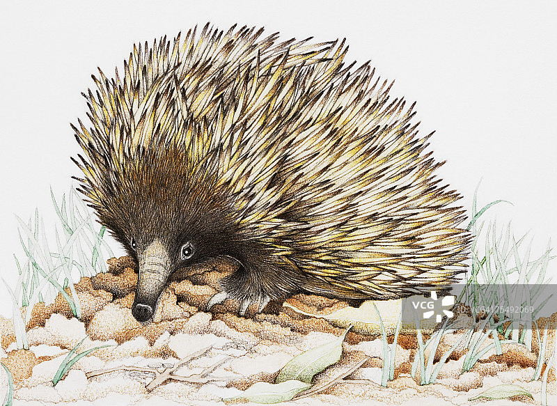 树叶上的针鼹图片素材