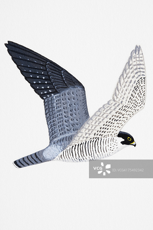 成年游隼图片素材