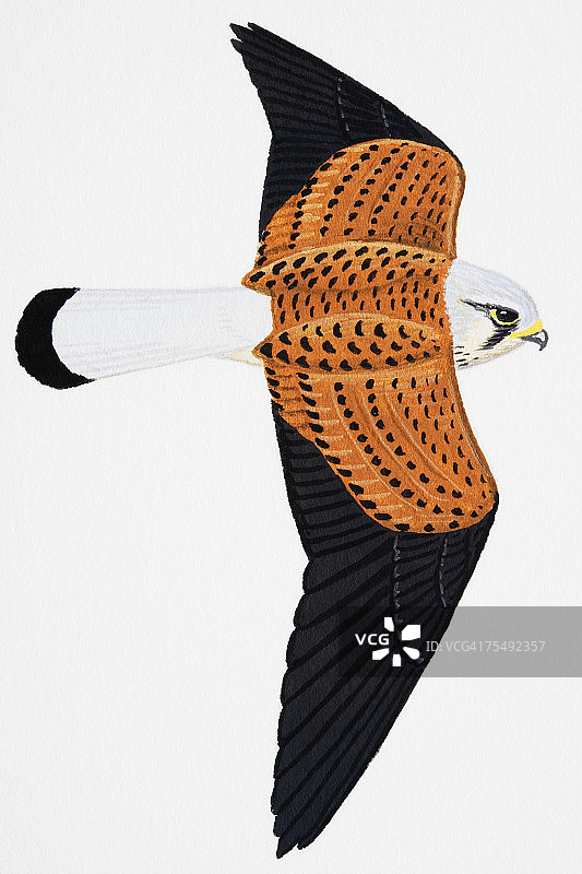 红隼（雄性成年）图片素材