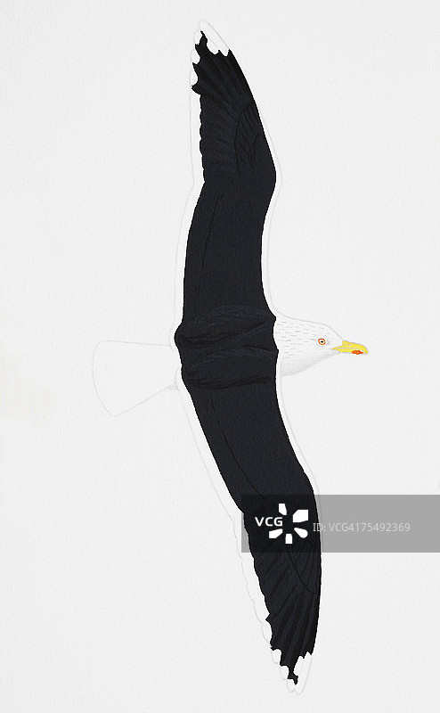 成年海鸥图片素材