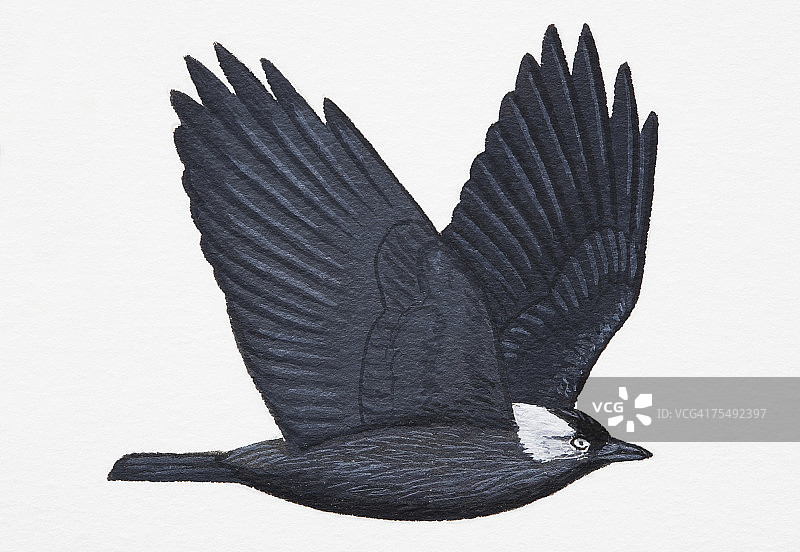 寒鸦(Corvus monedula)，成年个体图片素材