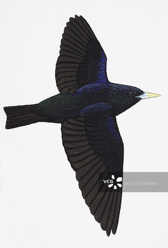 成年无斑椋鸟图片素材