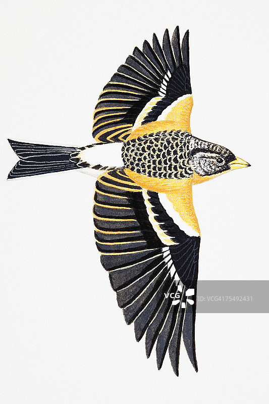 燕雀（Fringilla montifringilla），成年雌性图片素材