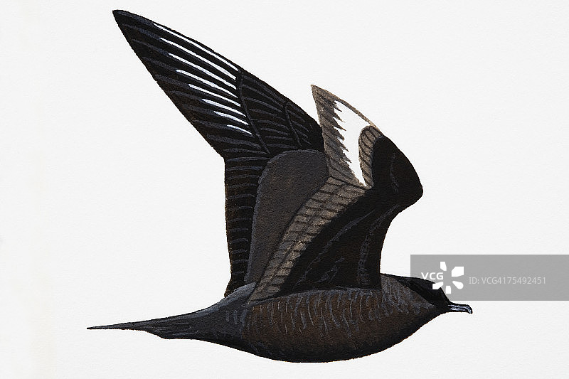 北极贼鸥（Stercorarius parasiticus），成年，夏季图片素材