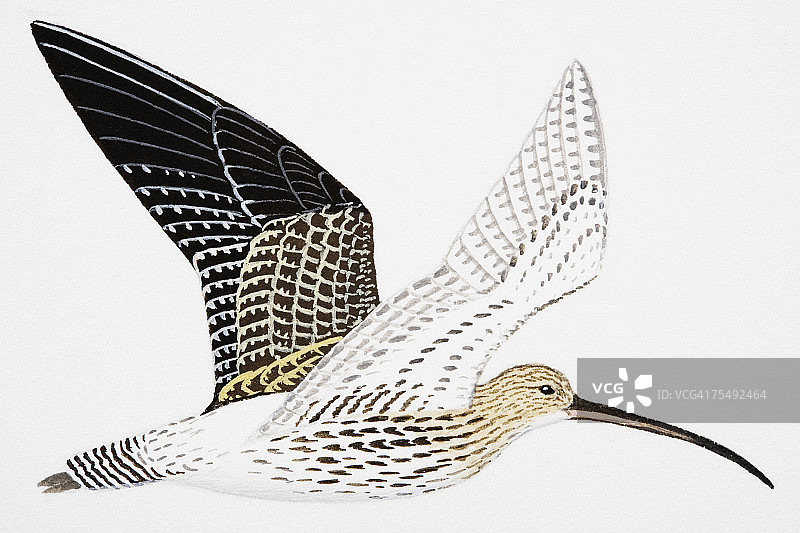 白腰杓鹬（成年）图片素材