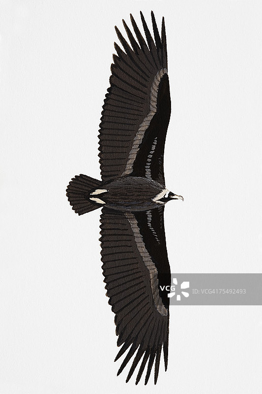 黑兀鹫（Aegypius monachus）成年图片素材