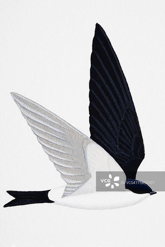 成年家燕图片素材