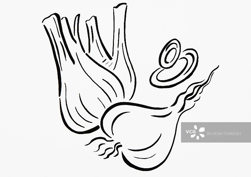 简约黑白洋葱绘画图片素材