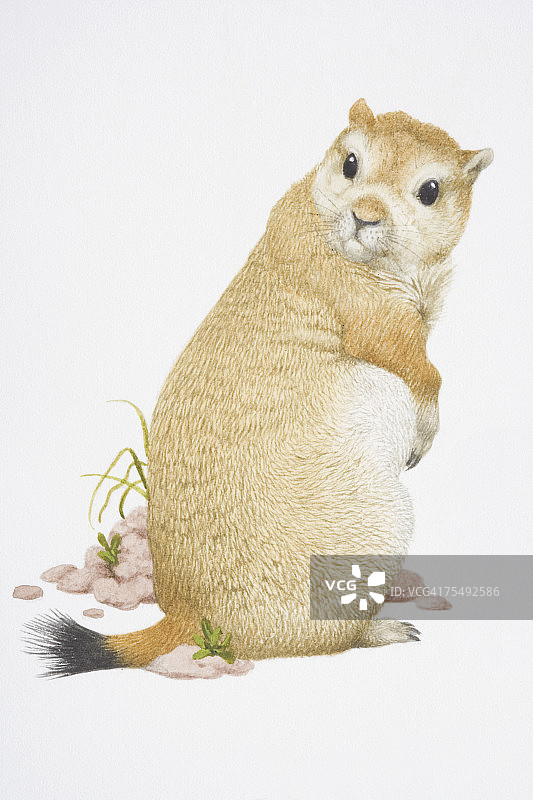 成年雄性草原犬鼠图片素材