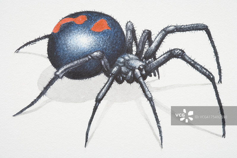 黑寡妇蜘蛛图片素材