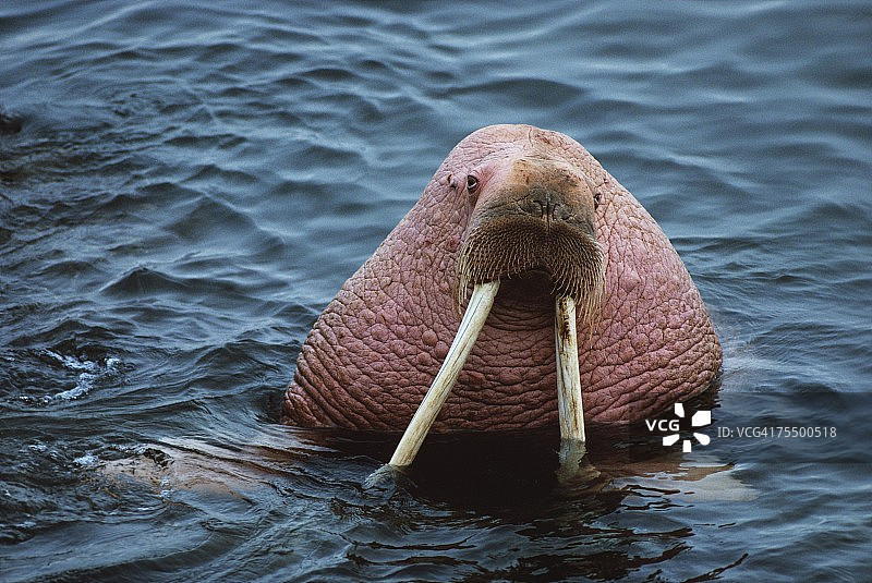 海象特写，圆岛，阿拉斯加，美国图片素材