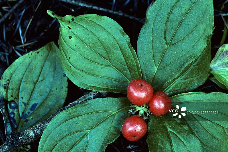 美国俄勒冈州的簇生花 Cornus canadensis图片素材
