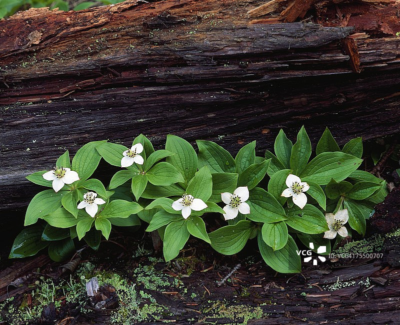 一堆开花的加拿大四照花（Cornus canadensis）靠着腐烂的木头生长图片素材
