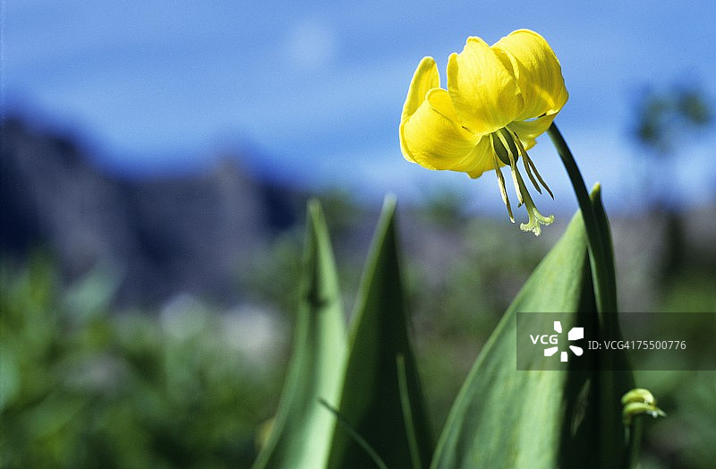 盛开的黄色冰川百合图片素材