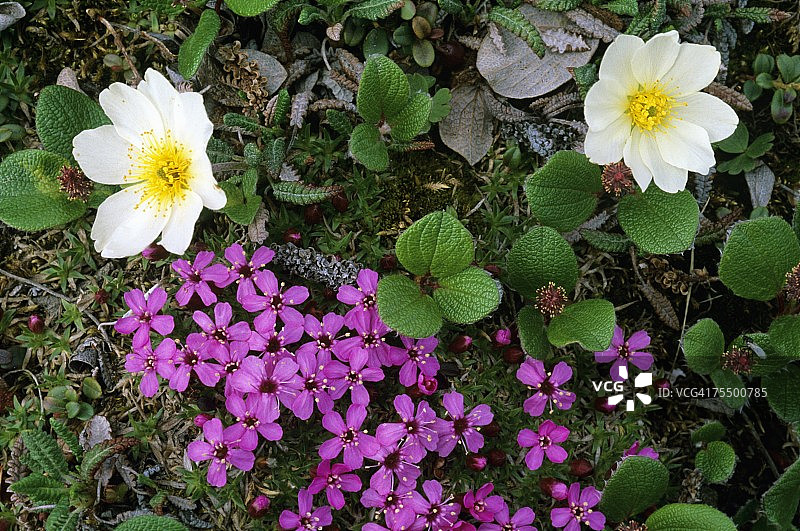 苔藓Silene acaulis和山地Dryas octopetala花朵细节：阿拉斯加德纳里国家公园图片素材