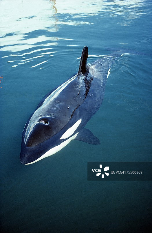 虎鲸（Orcinus orca）跃出水面，温哥华岛，不列颠哥伦比亚省，加拿大图片素材