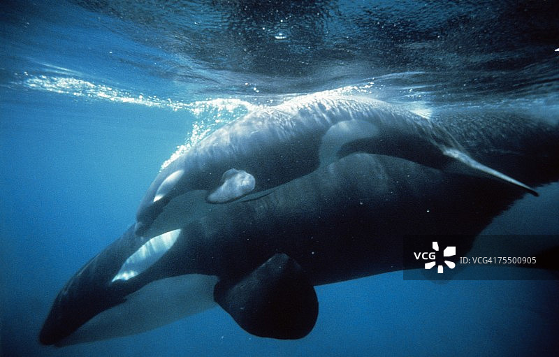 水下的虎鲸(Orcinus orca)和幼崽图片素材