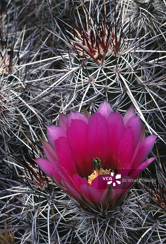 刺猬仙人掌。索诺兰沙漠，约书亚树国家纪念地，加利福尼亚州图片素材