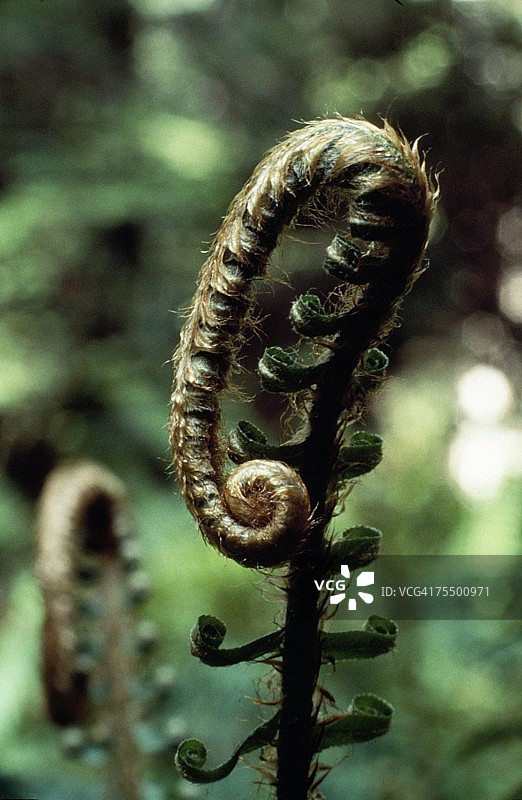 剑蕨，美国图片素材