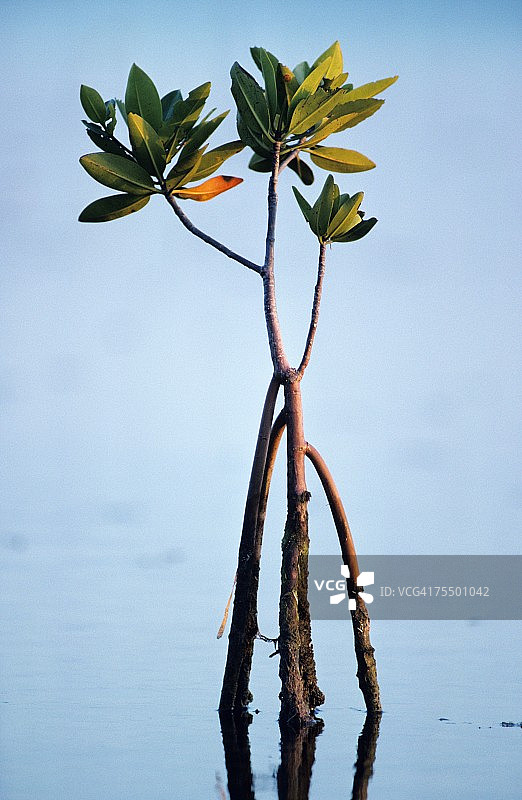 美国佛罗里达州大沼泽地国家公园的红树林图片素材