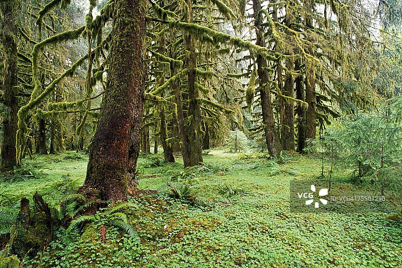 美国华盛顿州奥林匹克国家公园温带雨林图片素材