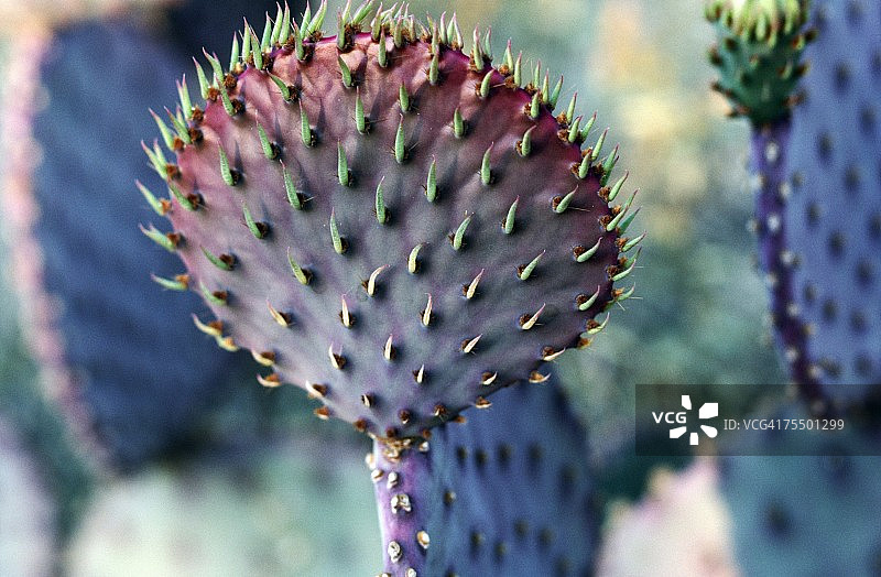 美国亚利桑那州的紫色梨果仙人掌图片素材