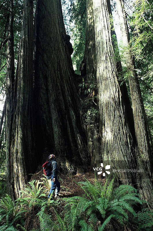美国加州红杉国家公园的巨型红杉树图片素材