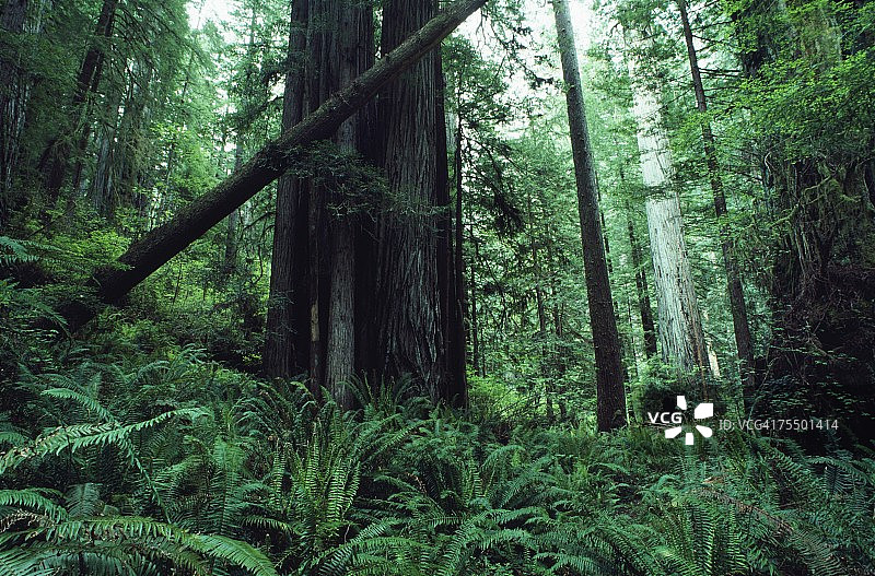 美国巨红杉国家公园图片素材