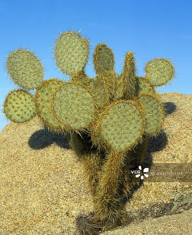 薄饼仙人掌，美国加州莫哈维国家公园图片素材