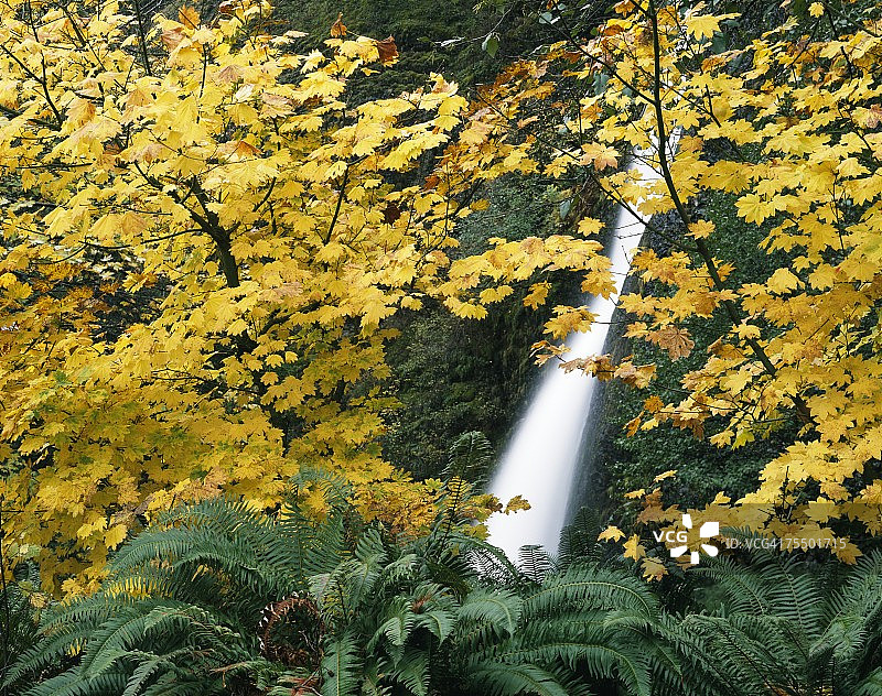 秋季藤枫树与瀑布，美国俄勒冈州哥伦比亚河峡谷图片素材