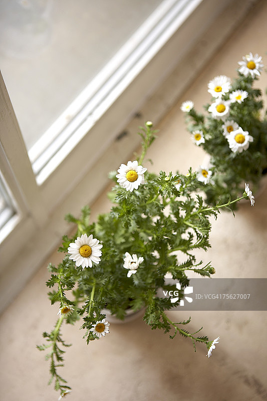 窗台上的小白菊（Tanacetum parthenium）花朵，特写图片素材