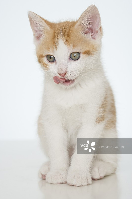 演播室拍摄：小猫图片素材