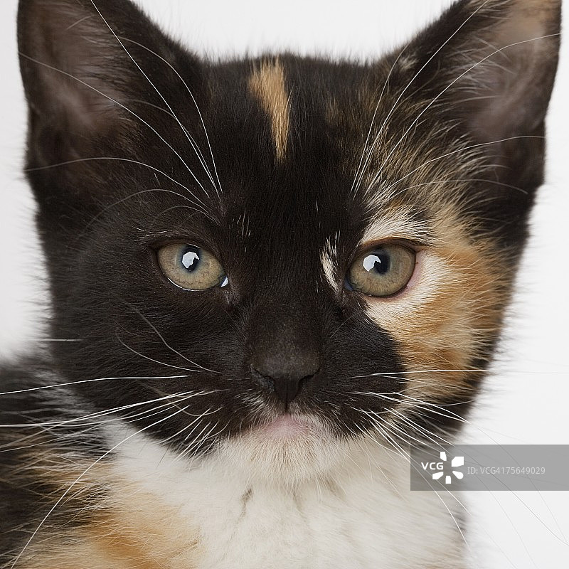 小猫特写图片素材